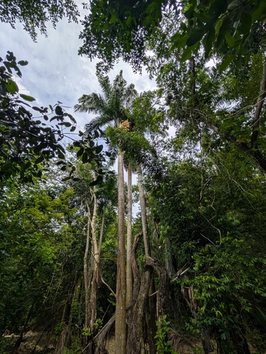 Image of Roystonea borinquena by (c) Scott Allen Davis, some rights reserved (CC BY)