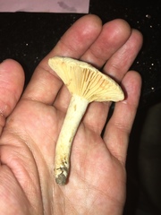 Lactarius subplinthogalus