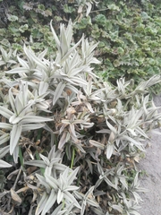 Cerastium mollissimum