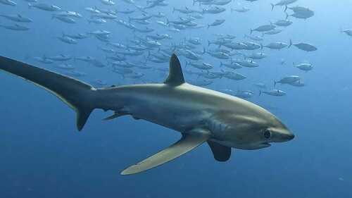 Pelagic thresher (Alopias pelagicus) — Alopiidae — 4