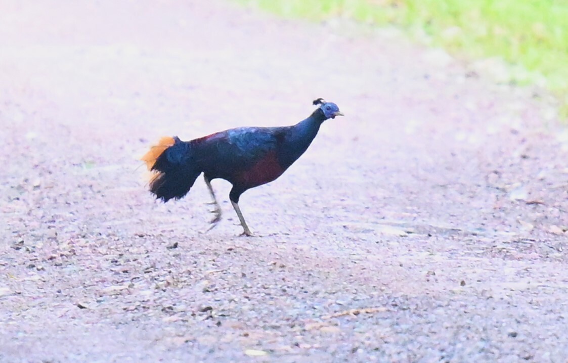 Bornean Crested Fireback