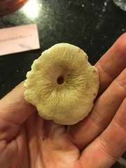 Lactarius subplinthogalus