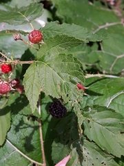 Rubus occidentalis