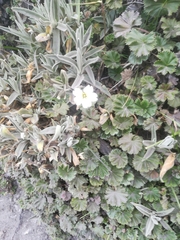 Cerastium mollissimum