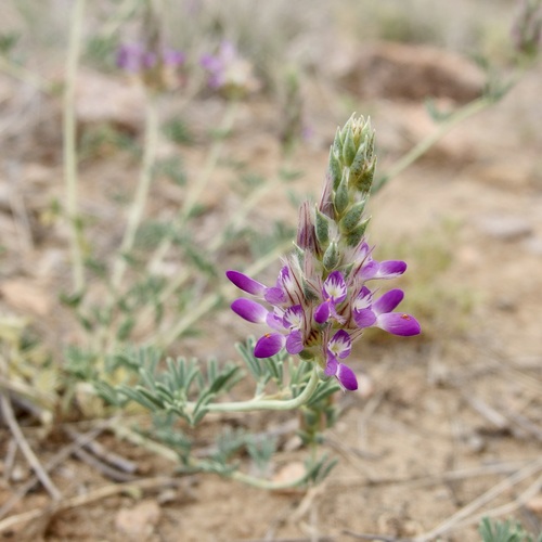 Image of Dalea pogonathera by (c) Sue Carnahan, some rights reserved (CC BY)