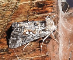 Syngrapha alias
