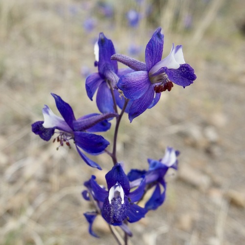 Image of Delphinium scaposum by (c) Sue Carnahan, some rights reserved (CC BY)