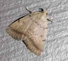 Zanclognatha dentata