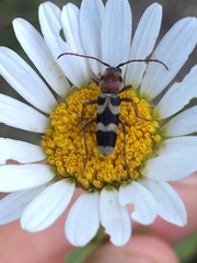 Chlorophorus trifasciatus