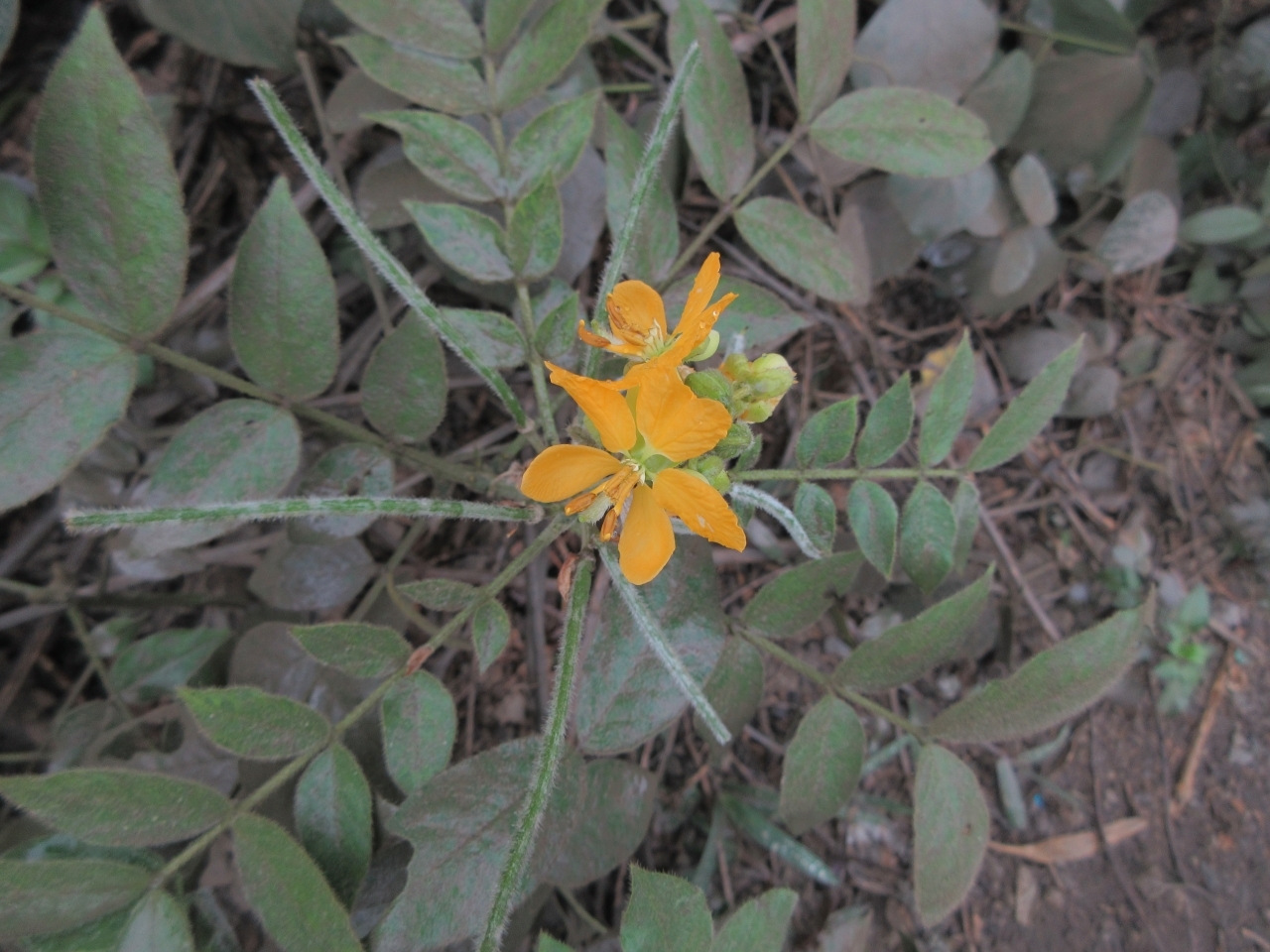 Senna hirsuta — ảnh 3
