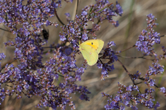 Colias chrysotheme
