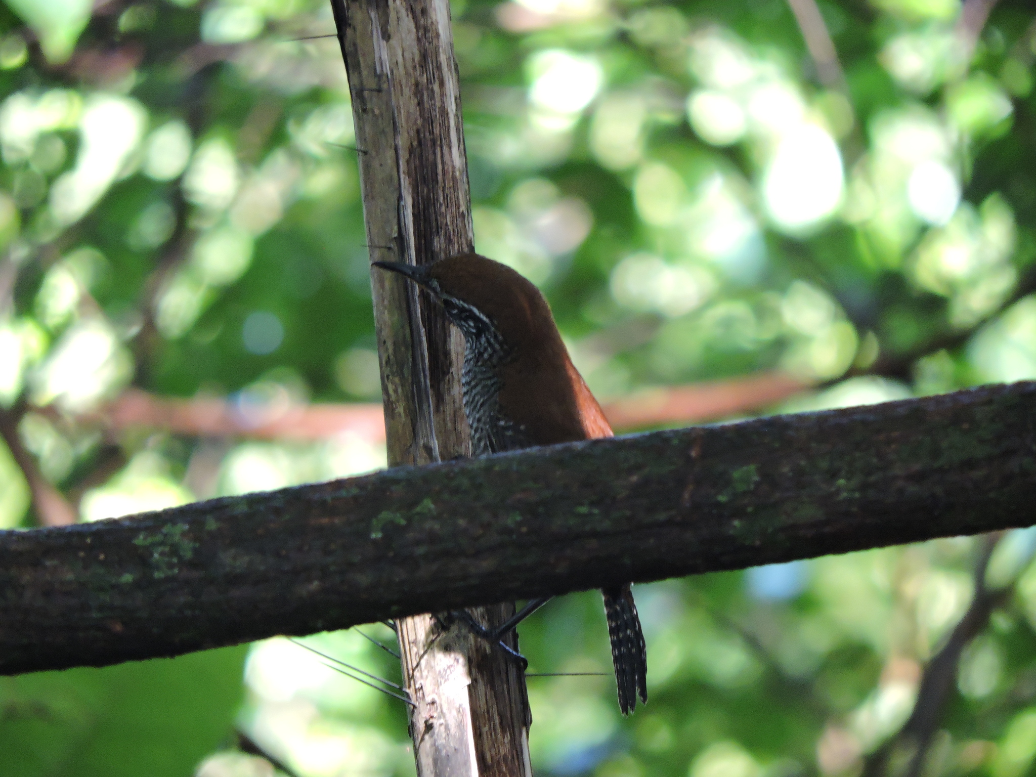 Riverside Wren illustration