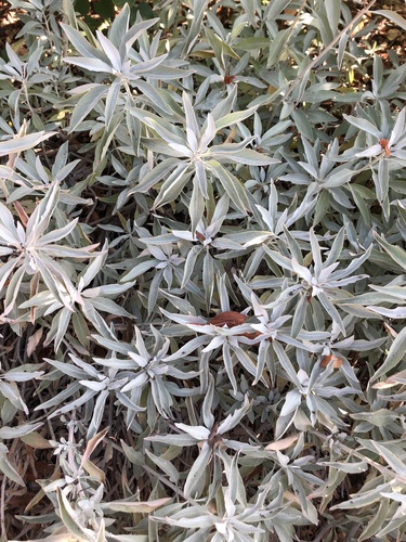 White Sage foliage