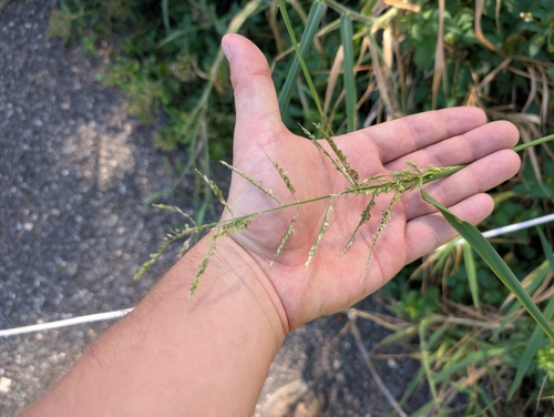 Urochloa mutica observed 2024-12-10