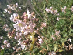 Mirabilis hirsuta