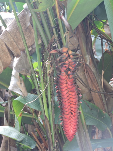 Image of Heliconia mariae by (c) Fabrício Mil Homens Riella, some rights reserved (CC BY)
