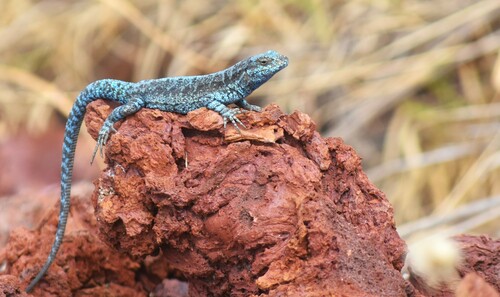 Socorro Island Tree Lizard, Urosaurus auriculatus