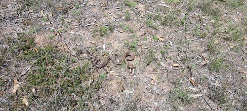 Eastern Brown Snake sighting