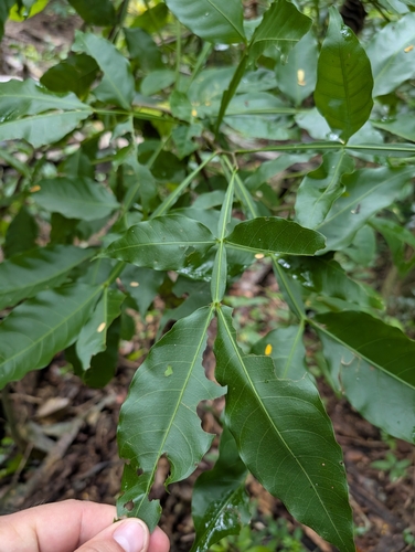 Melicoccus bijugatus