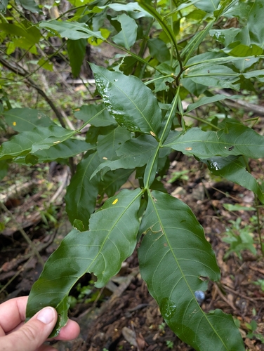 Melicoccus bijugatus