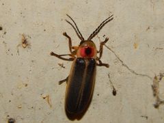 Photinus pyralis