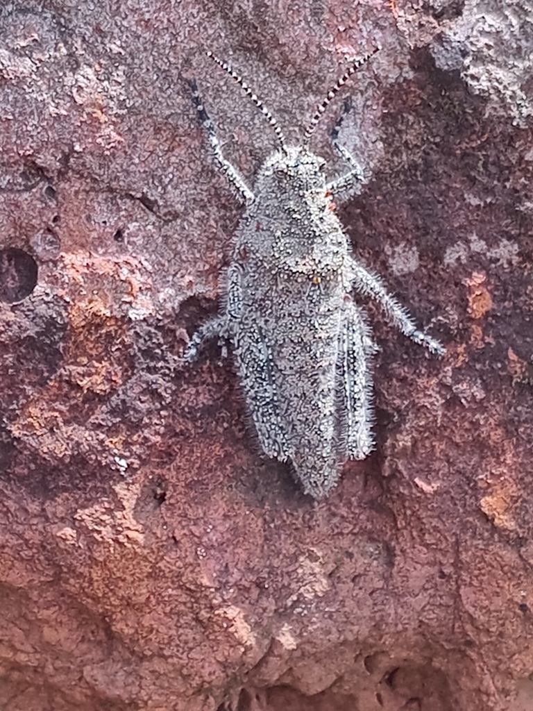 Pachyossa signata