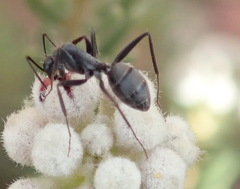 Camponotus eugeniae