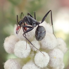 Camponotus eugeniae