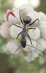 Camponotus eugeniae