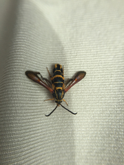 Synanthedon decipiens