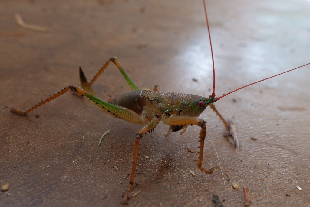 Pseudacrodonta