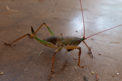 Pseudacrodonta nigrospinosa