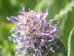 Veronica wyomingensis