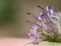 Veronica wyomingensis