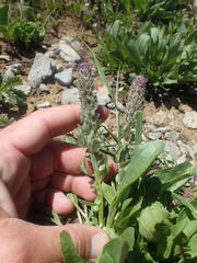 Veronica wyomingensis