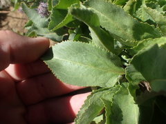 Veronica wyomingensis