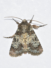 Hemibryomima chryselectra