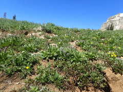 Veronica wyomingensis