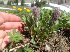 Veronica wyomingensis