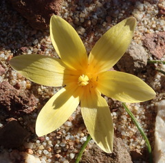 Romulea austinii