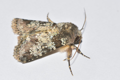 Hemibryomima chryselectra