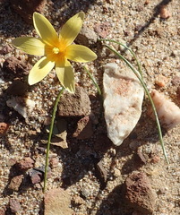 Romulea austinii