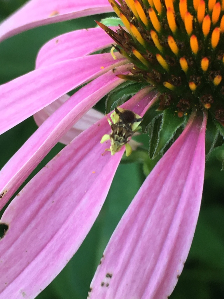 Jagged Ambush Bugs in July 2019 by Vera L. At edge of backyard seed garden on purple coneflower