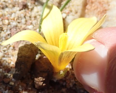 Romulea austinii