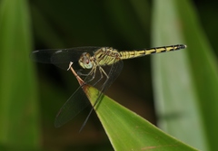 Indothemis carnatica