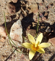 Romulea austinii