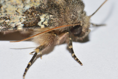 Hemibryomima chryselectra