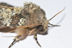 Hemibryomima chryselectra