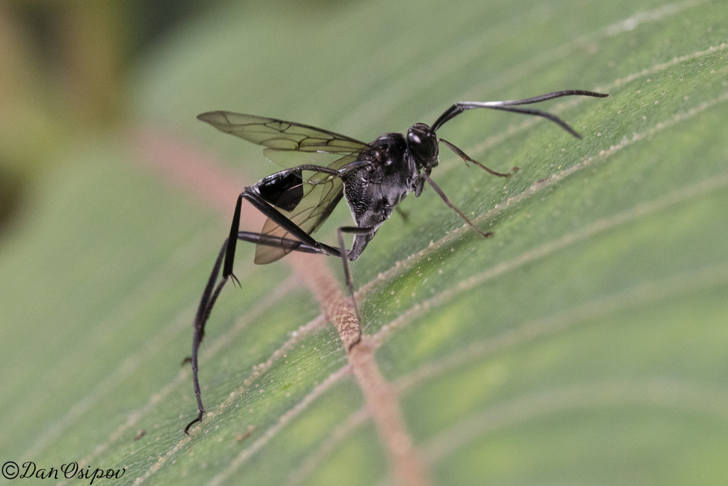 Evania tinctipennis