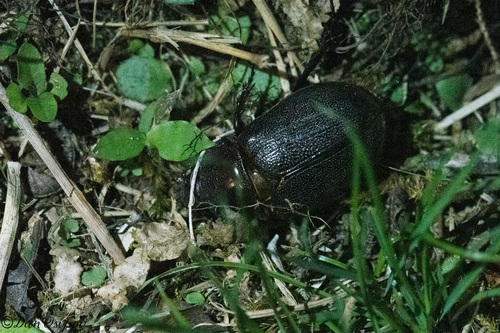 Heterogomphus flohri